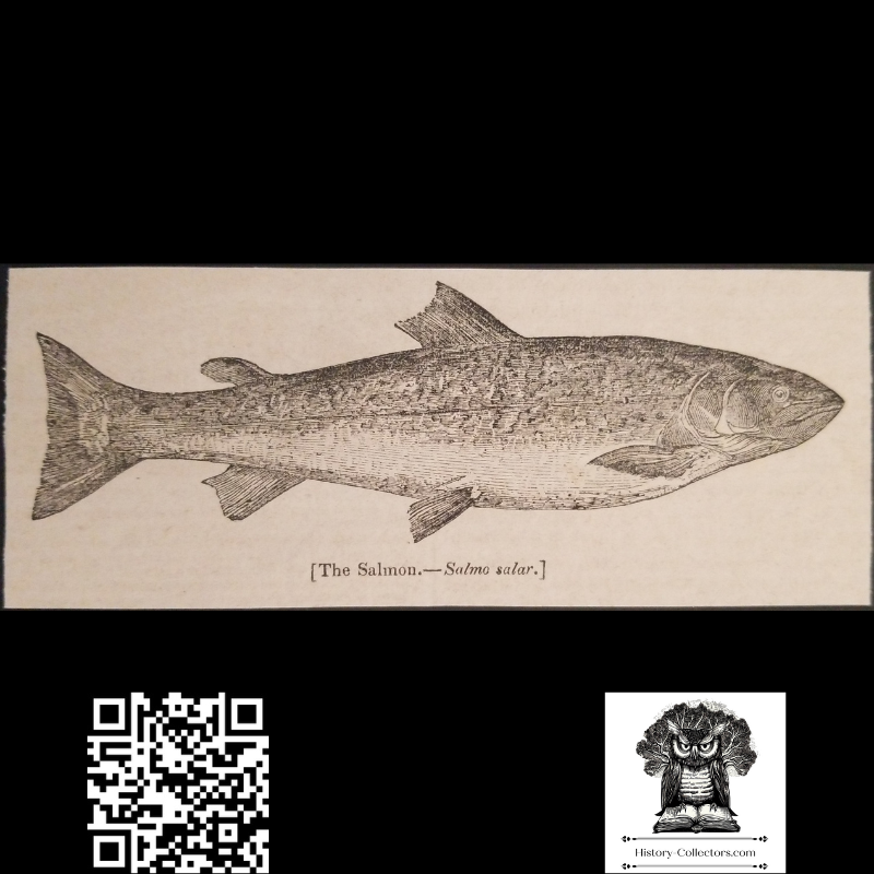 1837 Atlantic Salmon Engraving Illustration Print - Ready For Framing