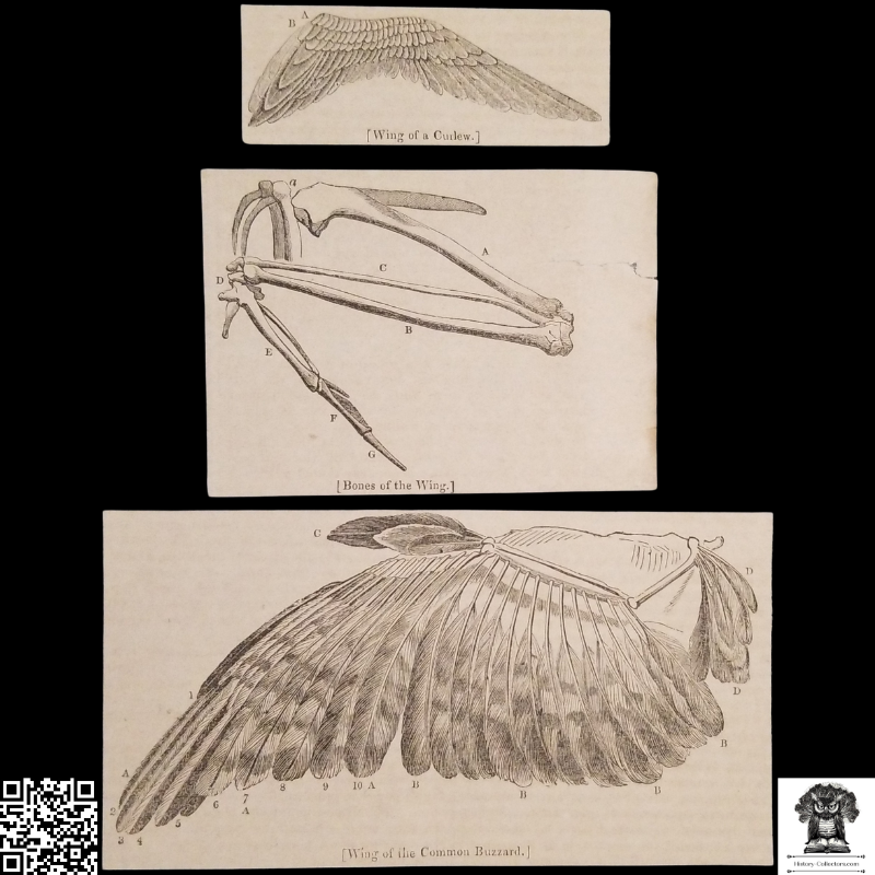 1837 Ornithology Bird Wing Structure Lot x3 Engraving Illustration Prints - Curlew Wing - Bird Wing Skeletal Structure - Buzzard Wing