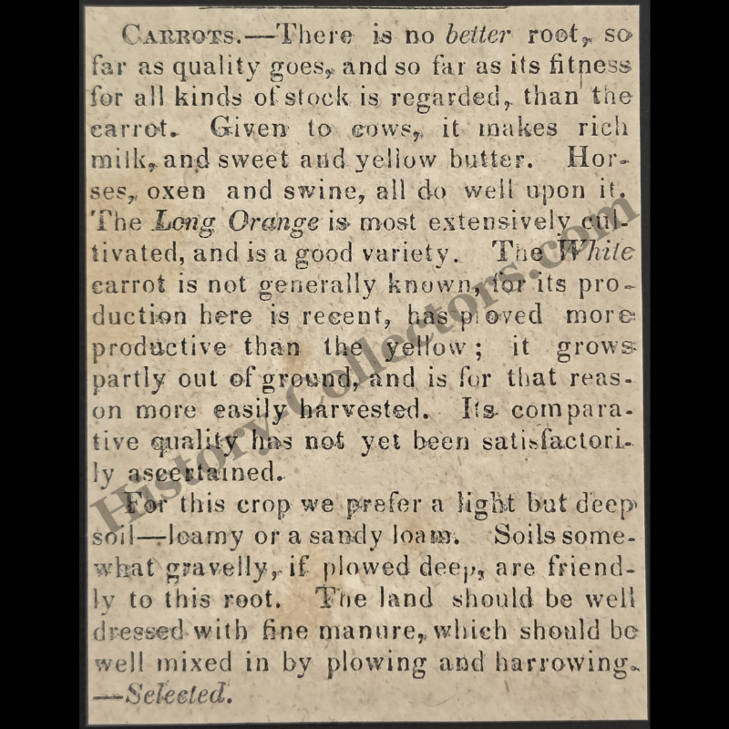 1842 Carrot Farming Livestock Feed Print Clipping | Agricultural News | Antebellum Era | Ready For Framing