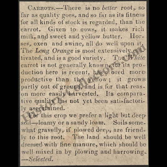 1842 Carrot Farming Livestock Feed Print Clipping | Agricultural News | Antebellum Era | Ready For Framing