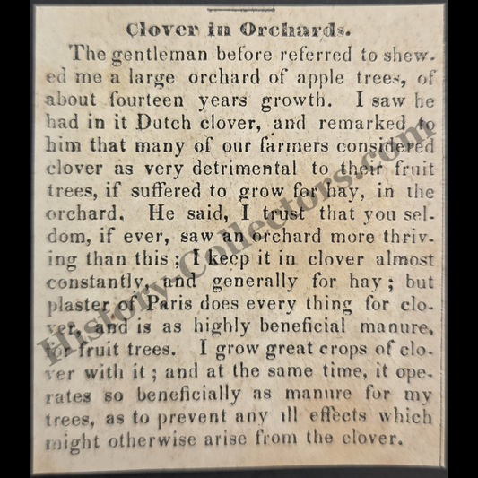 1842 Clover In Apple Orchards Agricultural Print Clipping | Fruit Tree Cultivation | Horticulture | Antebellum Era | Ready For Framing