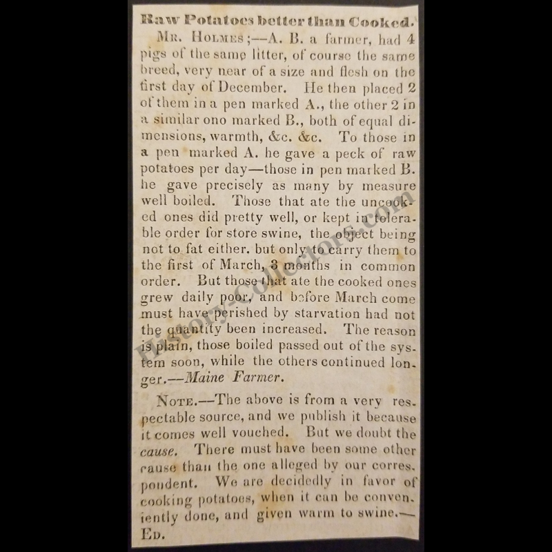 1842 Maine Farmer Citizen Science Print Clipping | Raw Vs Cooked Potatoes | Swine Pig Feeding | Antebellum Period | Ready For Framing