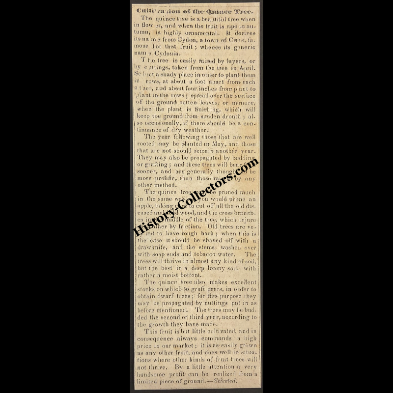 1842 Cultivation Of The Quince Tree Agricultural Print Clipping | Fruit Tree Orchard Propagation | Horticulture | Antebellum Era | Ready For Framing