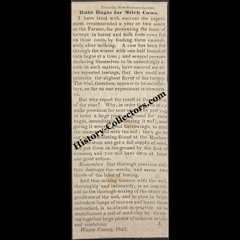 1842 Rutabagas To Milk Cows Agricultural Print Clipping | Dairy Farming | Horticulture | Antebellum Era | Ready For Framing