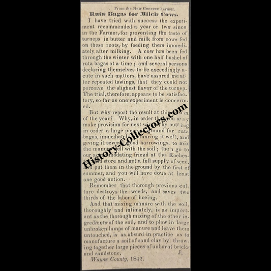 1842 Rutabagas To Milk Cows Agricultural Print Clipping | Dairy Farming | Horticulture | Antebellum Era | Ready For Framing