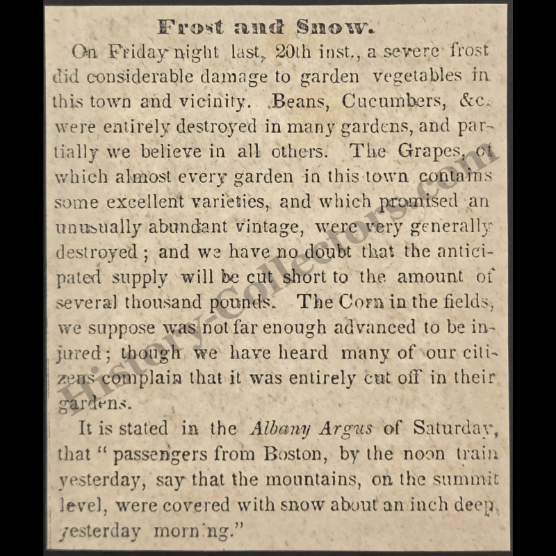 1842 Severe May Frost Crop Damage Print Clipping | Albany Argus | May 20 | Antebellum Era | Ready For Framing