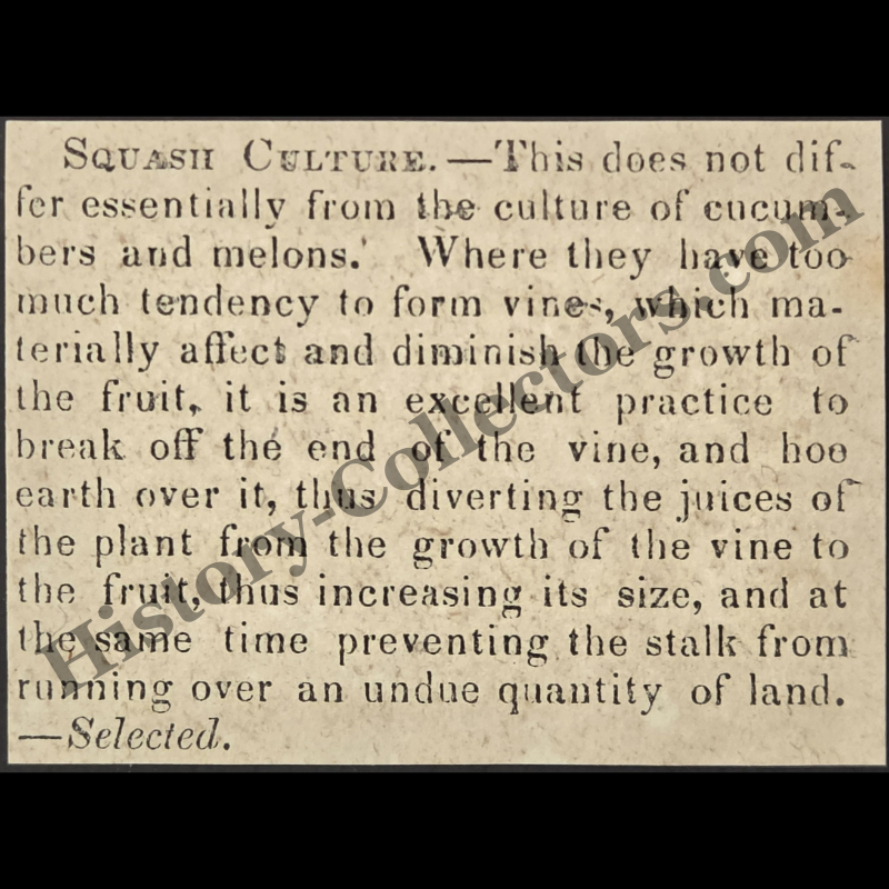 1842 Squash Cultivation Print Clipping | Farming Gardening Agricultural Advice | Antebellum Era | Ready For Framing