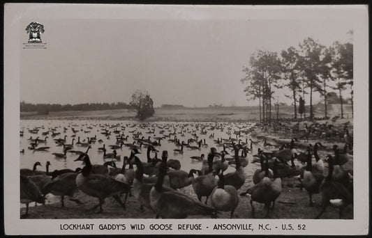 1957 RPPC Picture Postcard - Lockhart Gaddy's Wild Goose Refuse Ansonville North Carolina US 52