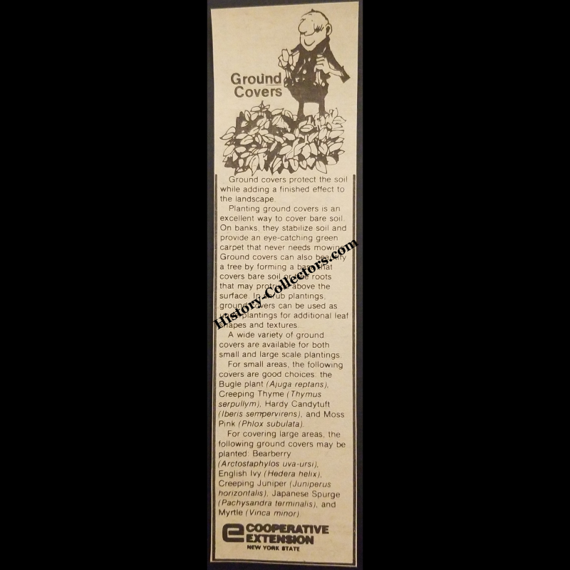 1980 Ground Covers Informational Consumer Education Print Advertisement Clipping - Cooperative Extension New York State - Late Cold War Era - Ready For Framing