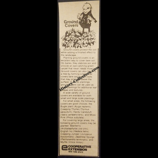 1980 Ground Covers Informational Consumer Education Print Advertisement Clipping - Cooperative Extension New York State - Late Cold War Era - Ready For Framing