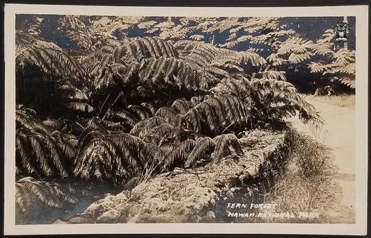 RPPC Picture Postcard - Fern Forest Hawaii National Park District of Puna - AZO Stamp Box