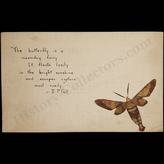 c1900 Hummingbird Clearwing Moth Transfer Notecard - Handmade Folk Entomology Artifact - E.P. Felt Quote - New Washington Pennsylvania - Mary Eastricher